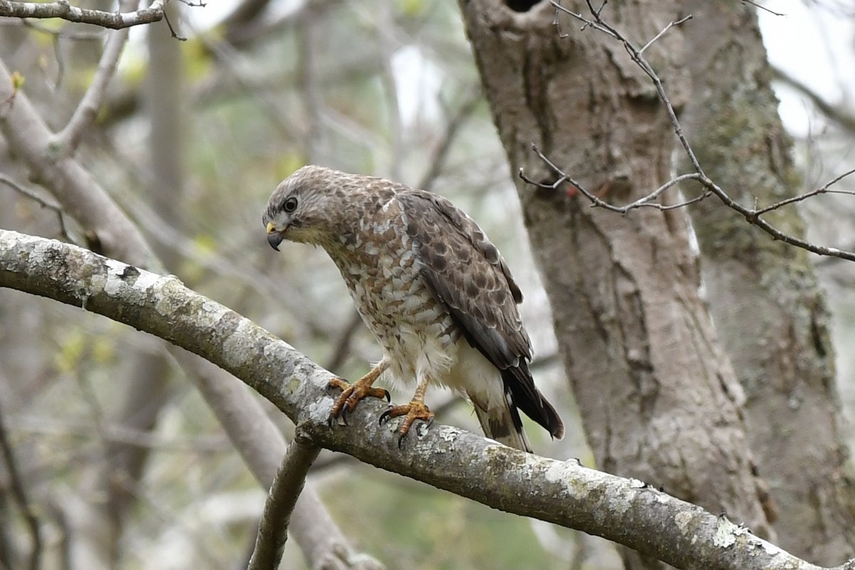 Broad-winged Hawk - Sue Palmer