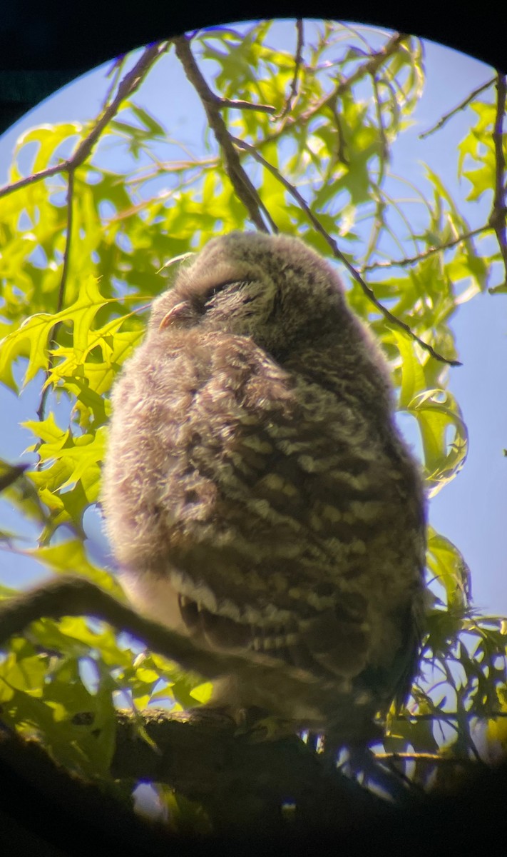 Barred Owl - ML618218322