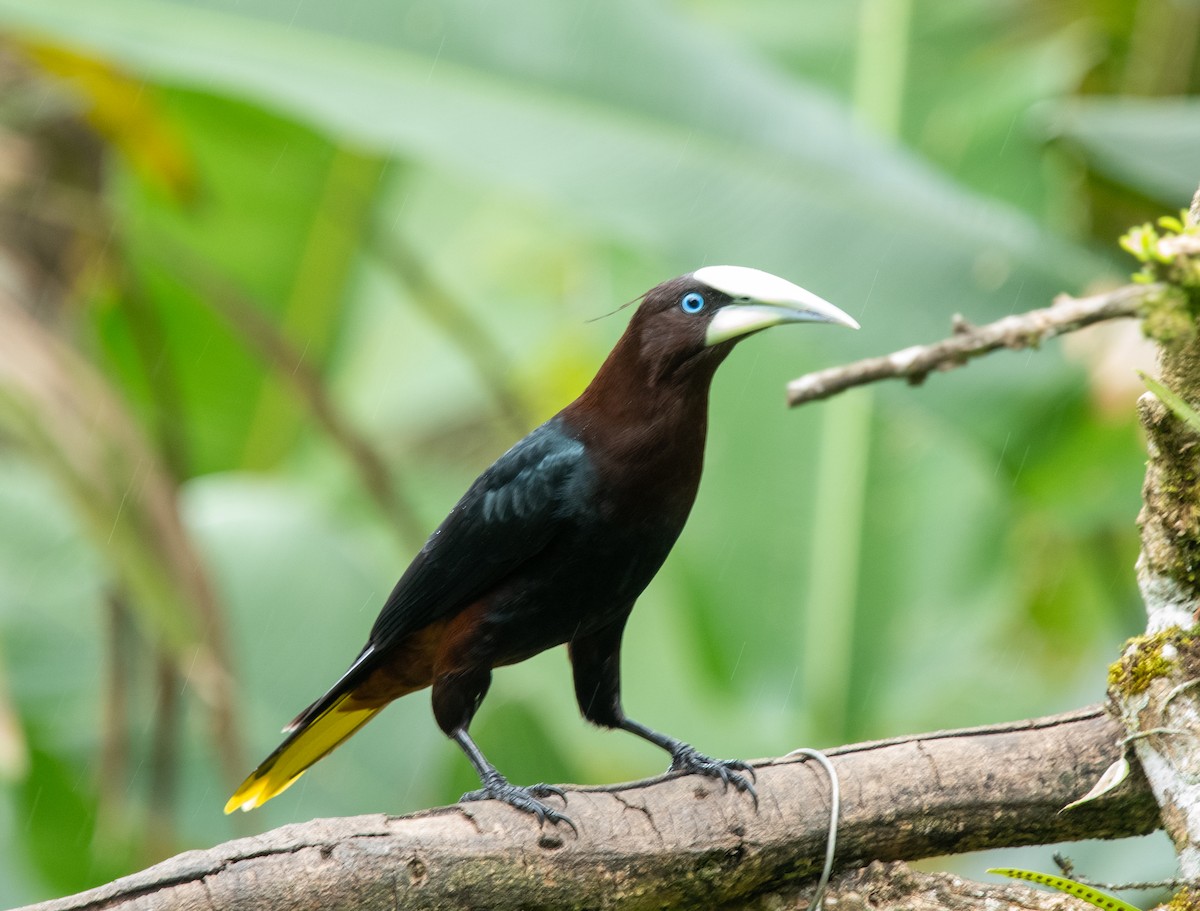 Chestnut-headed Oropendola - ML618218331