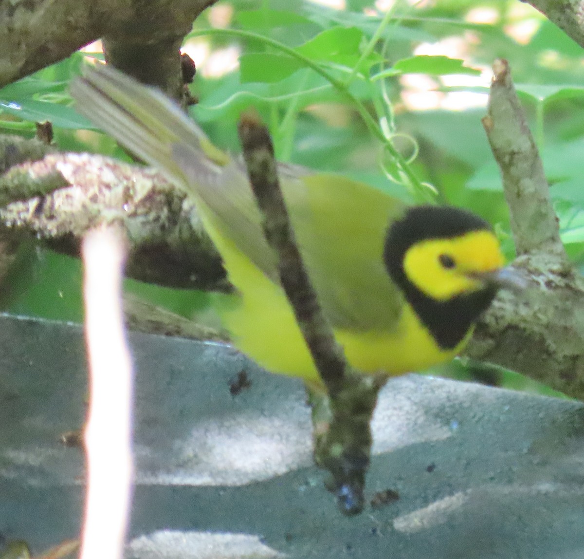 Hooded Warbler - Patsy & Tom Inglet