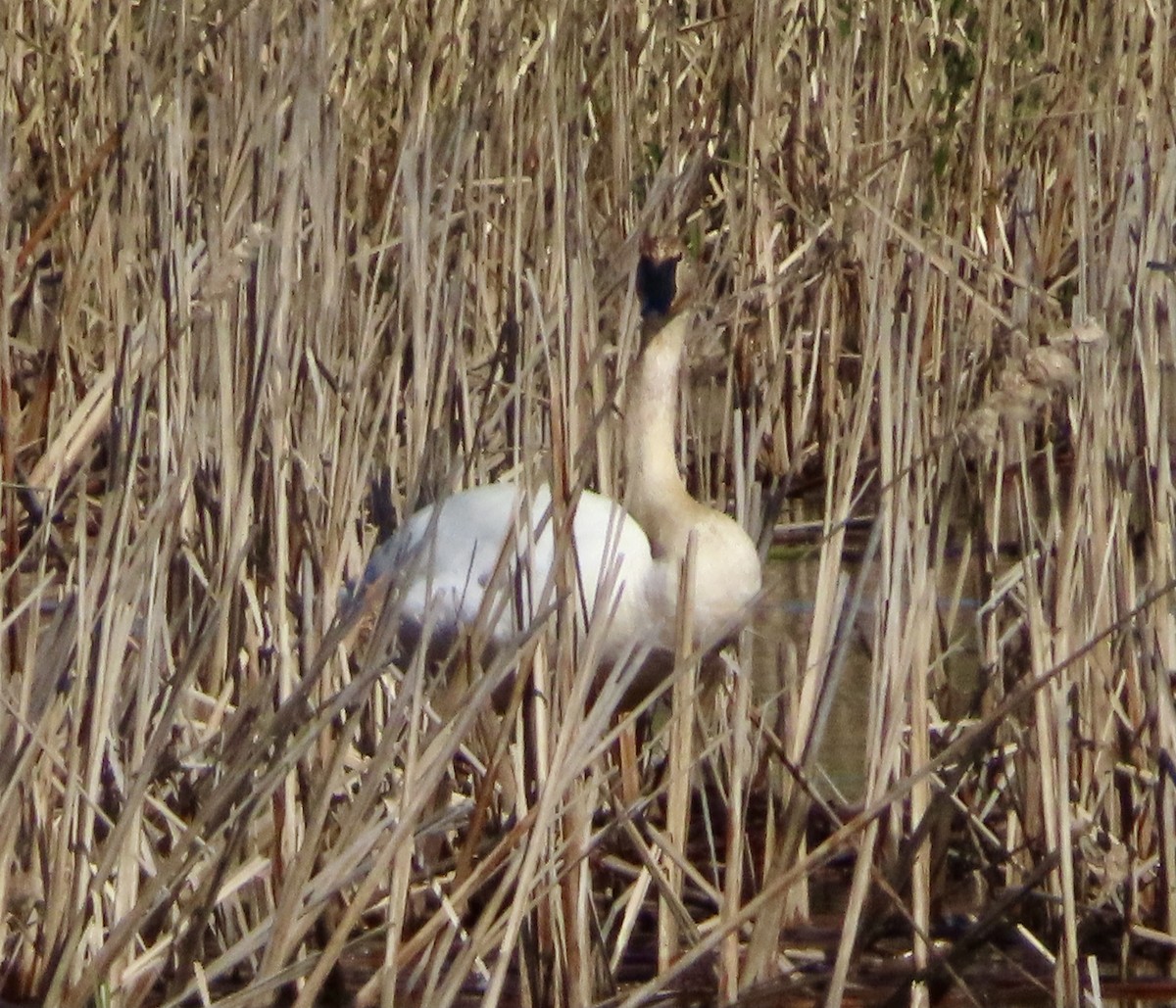 Trumpeter Swan - Dan Wiessner