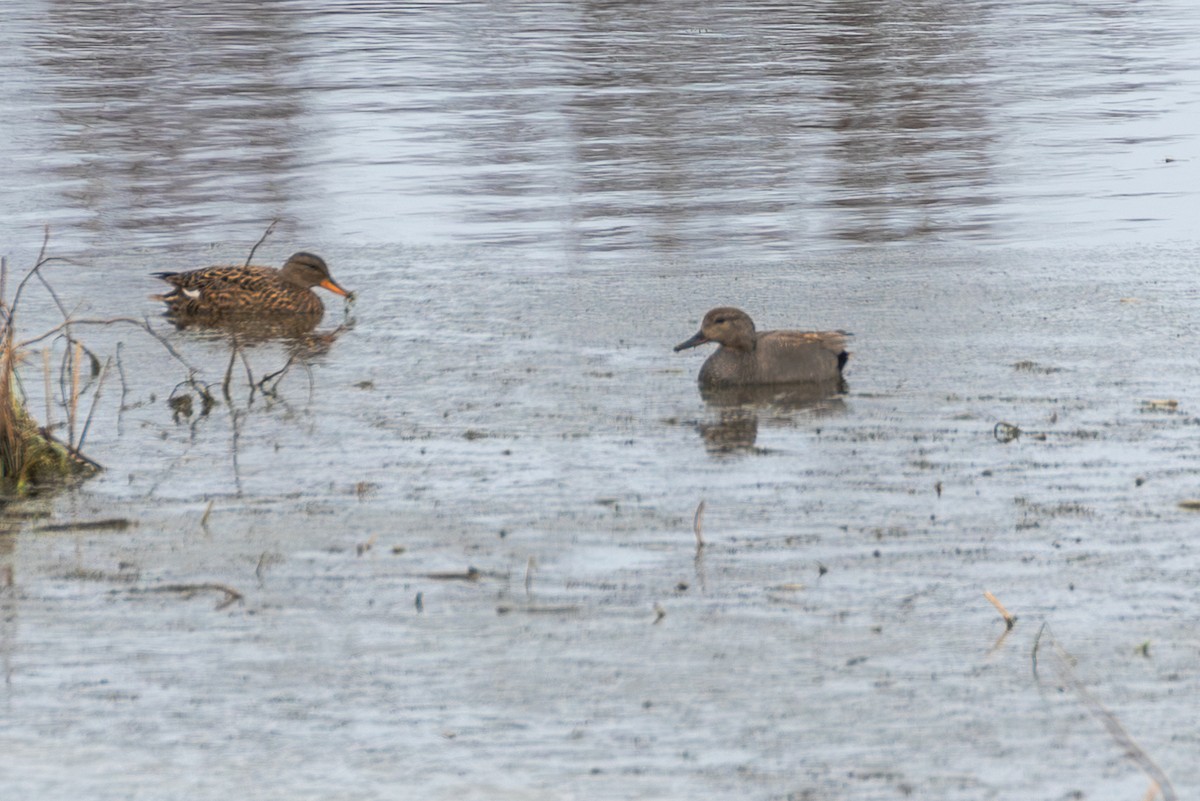 Gadwall (Common) - Mark Maddock