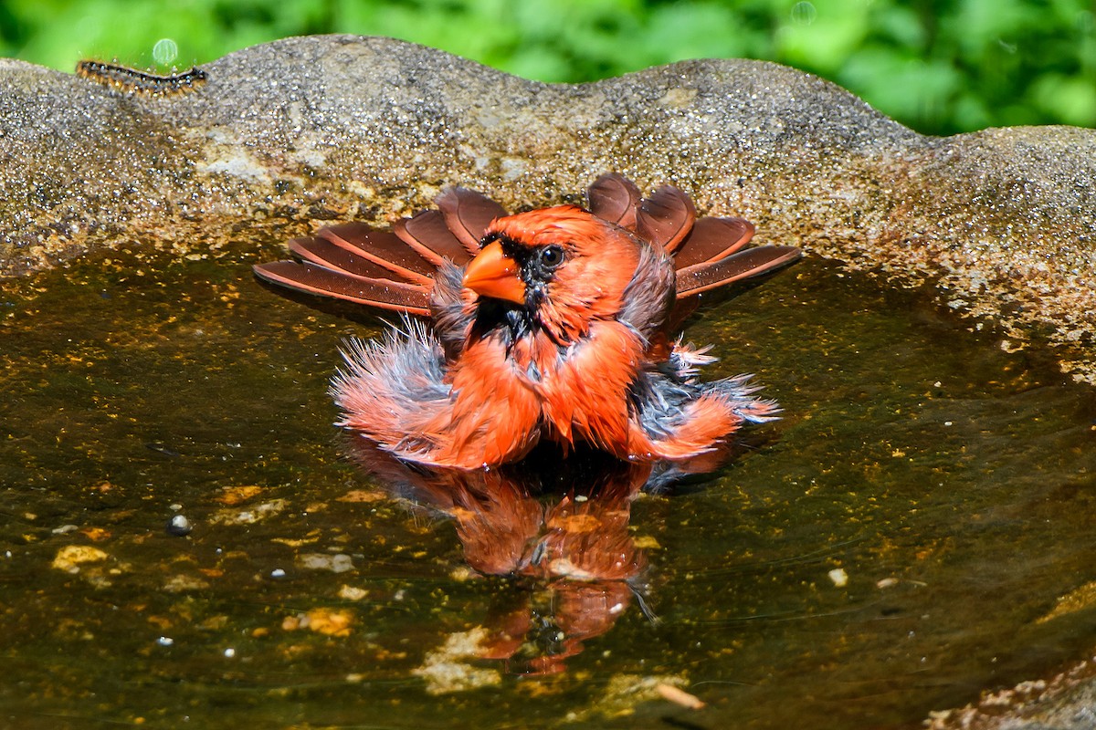 Northern Cardinal - Naseem Reza