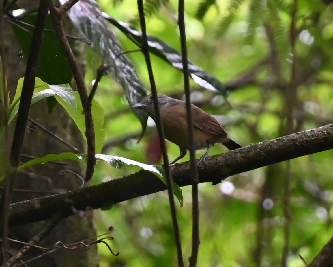 Variable Antshrike - Geoff Carpentier