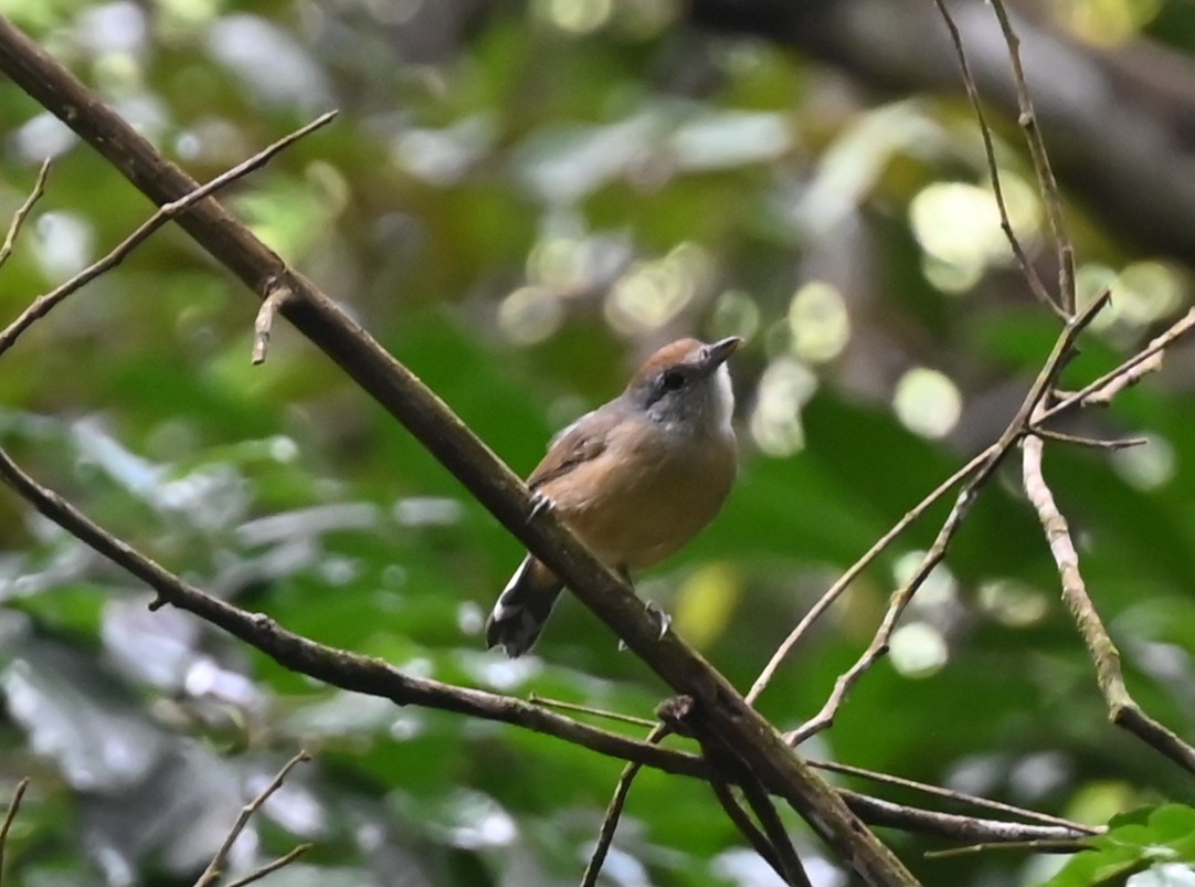 Variable Antshrike - Geoff Carpentier