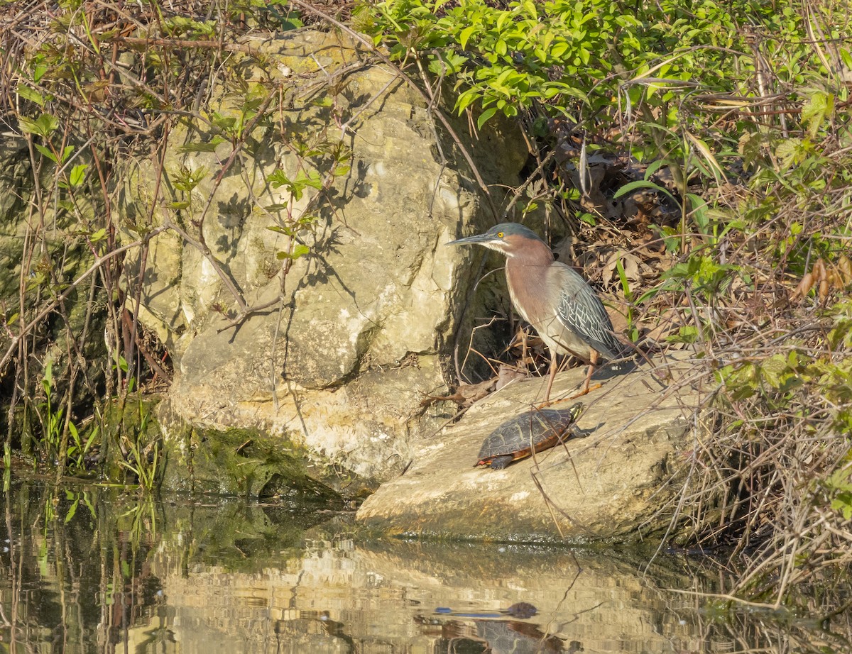 Green Heron - Liz Pettit