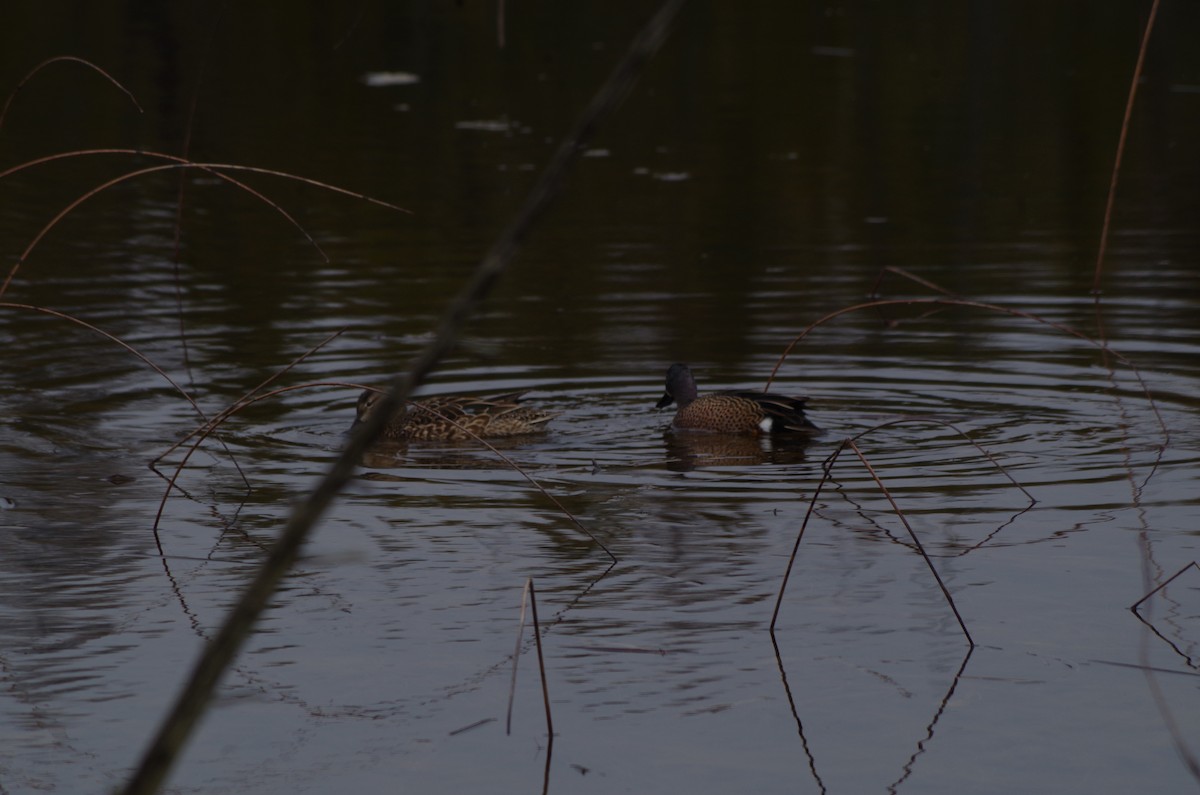 Blue-winged Teal - ML618218355