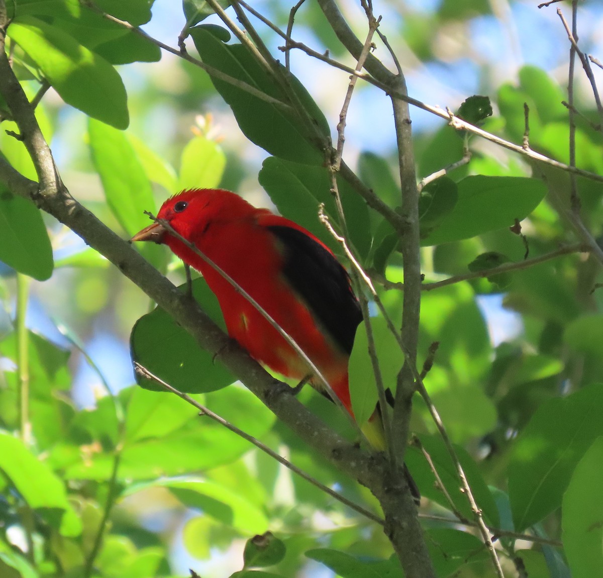 Scarlet Tanager - Patsy & Tom Inglet