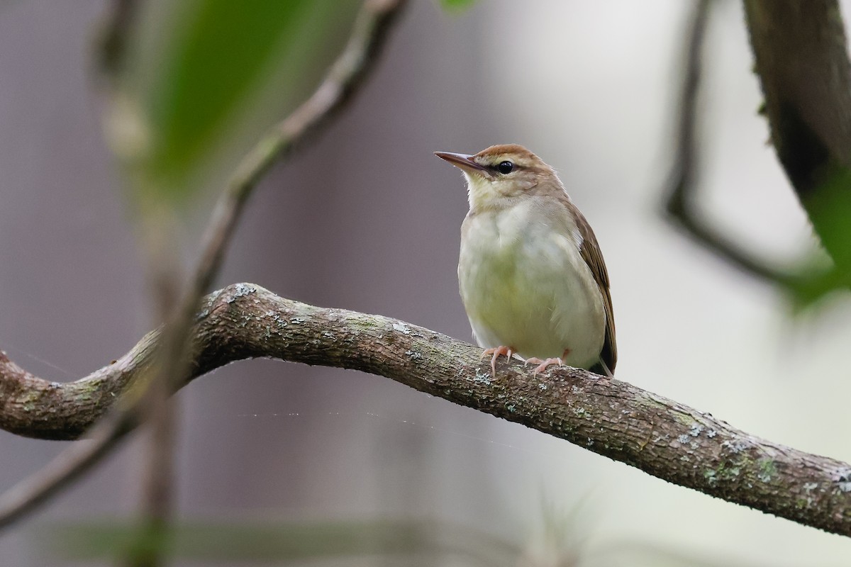 Swainson's Warbler - Baxter Beamer