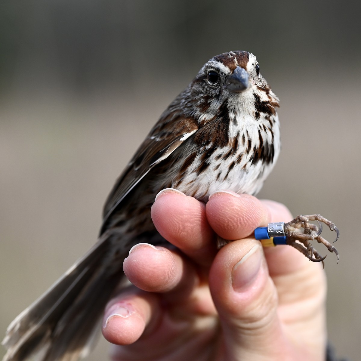 Song Sparrow (melodia/atlantica) - Tom Shepard