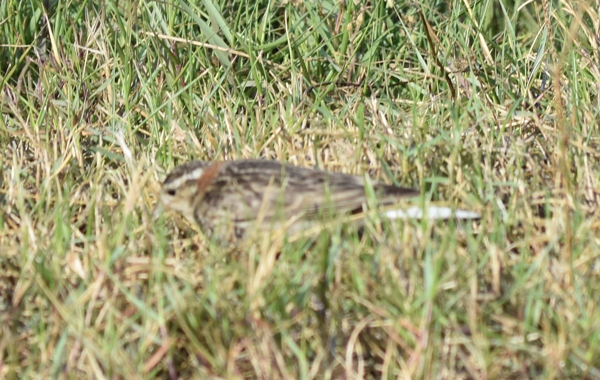 Chestnut-collared Longspur - ML618218402