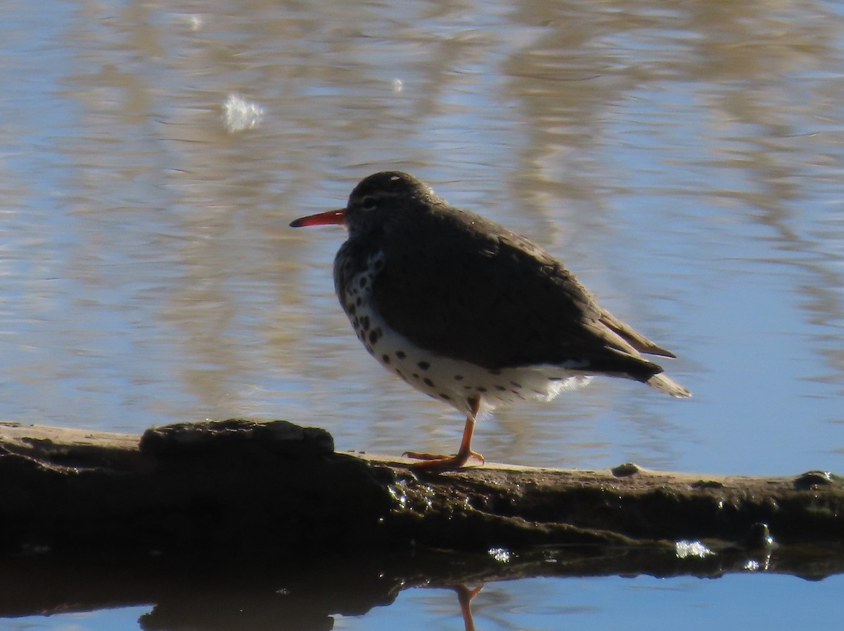 Spotted Sandpiper - Daniel Peter Siminski