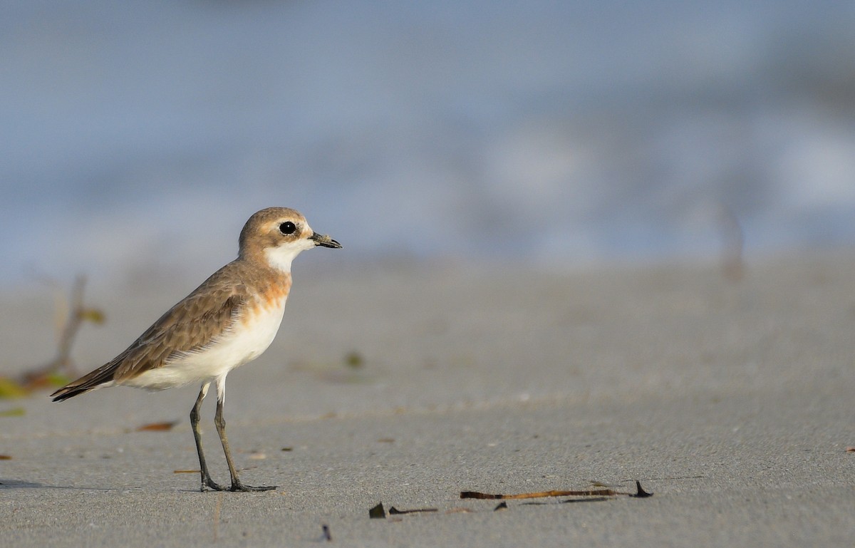 Tibetan Sand-Plover - Lahiru Walpita