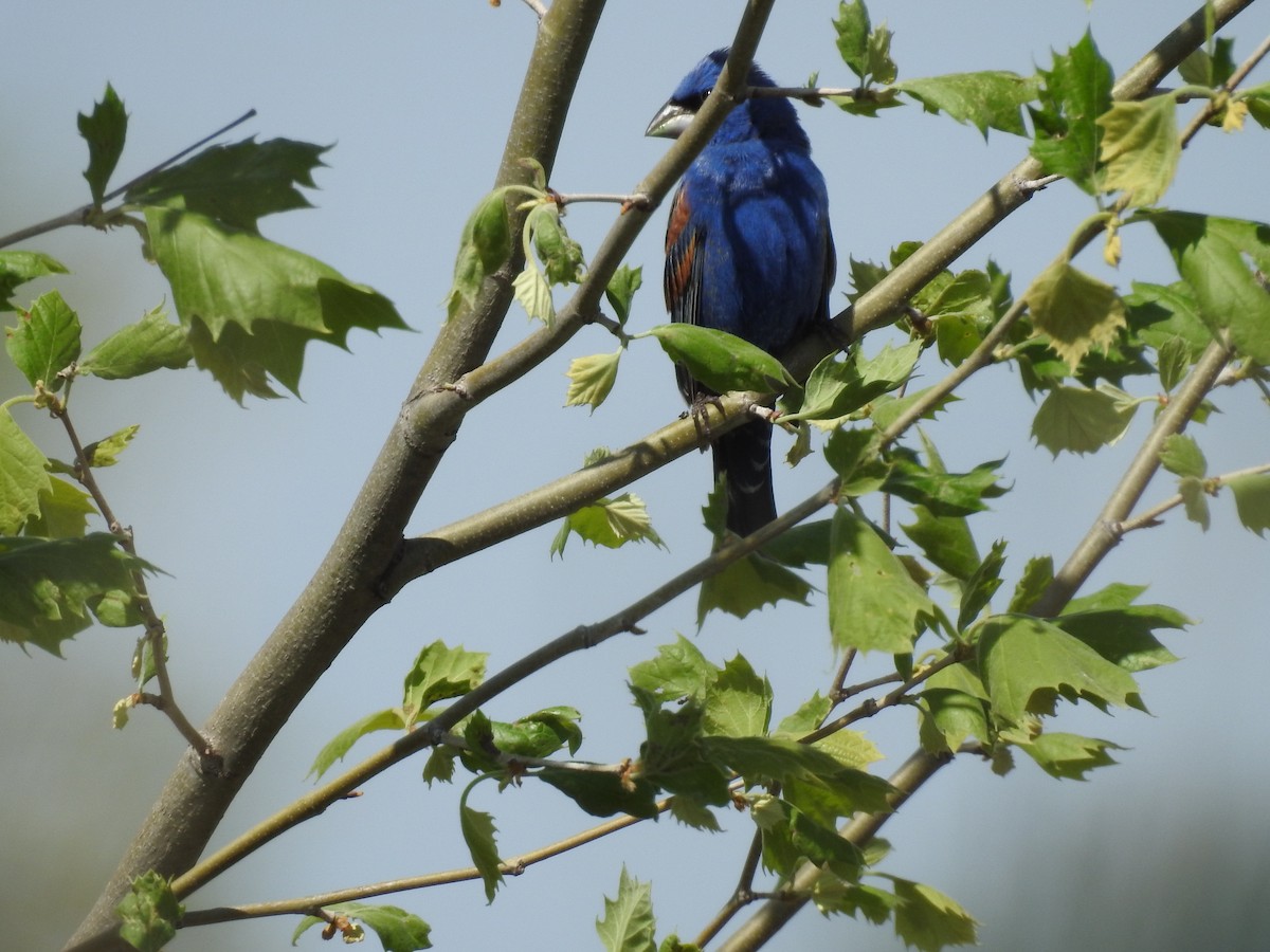 Blue Grosbeak - Thomas Jones