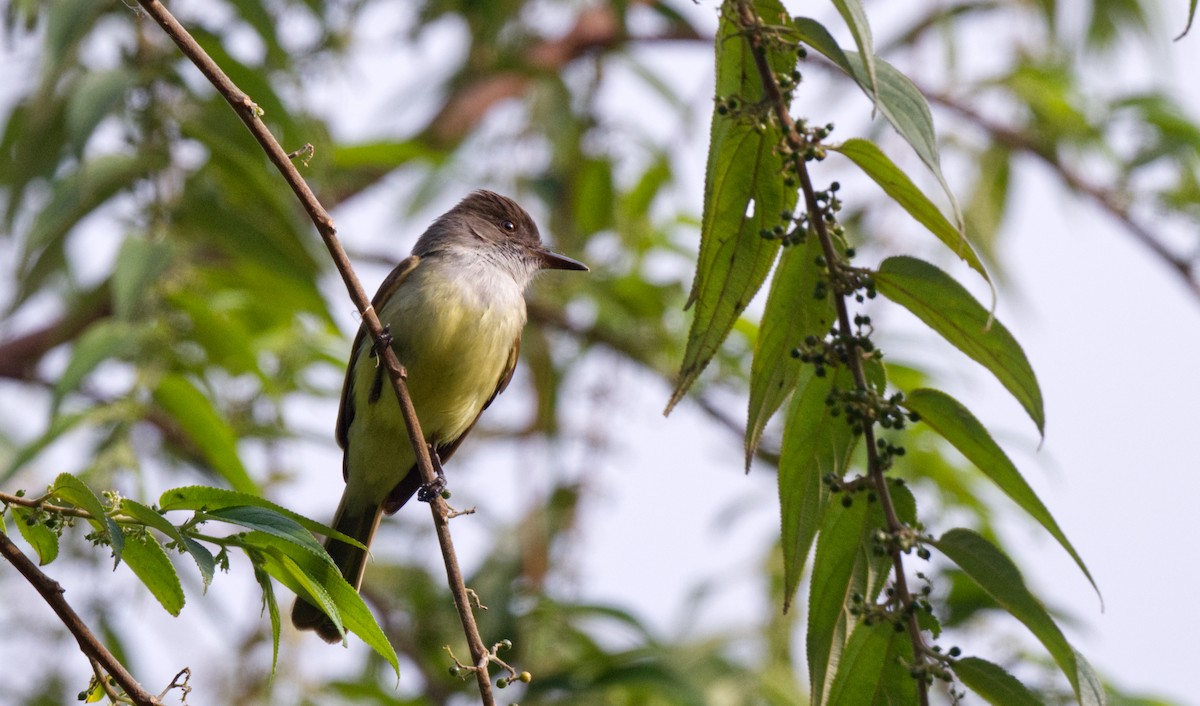 Dusky-capped Flycatcher - Travis Vance