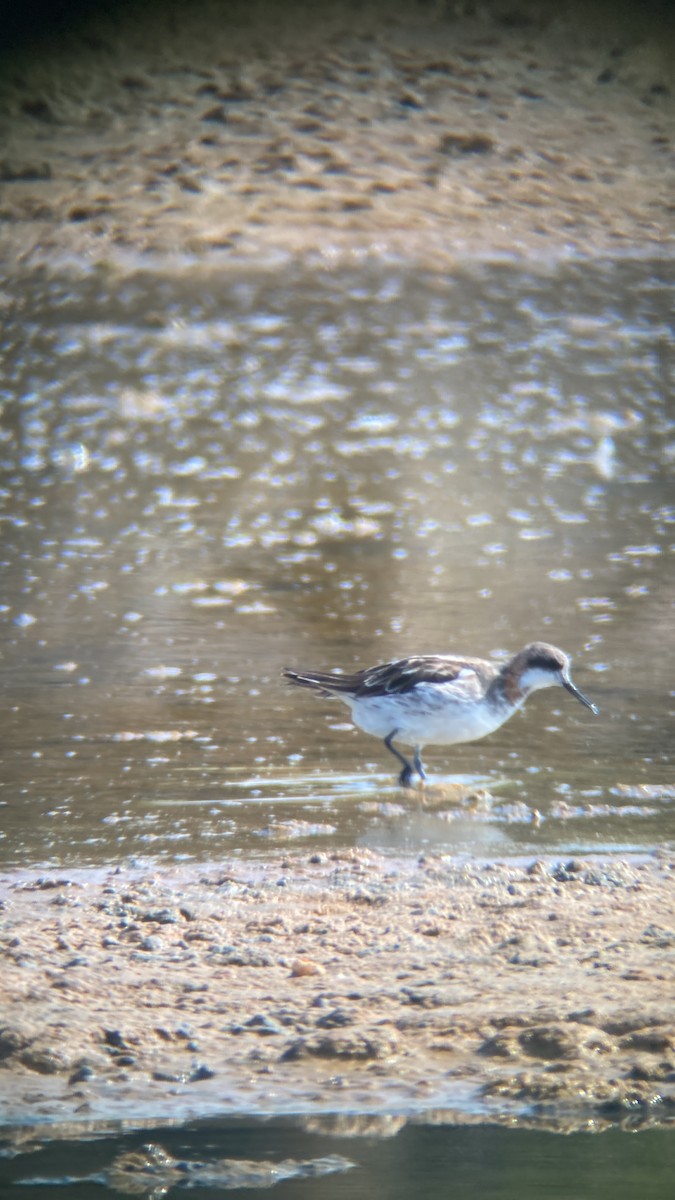 Phalarope à bec étroit - ML618218463