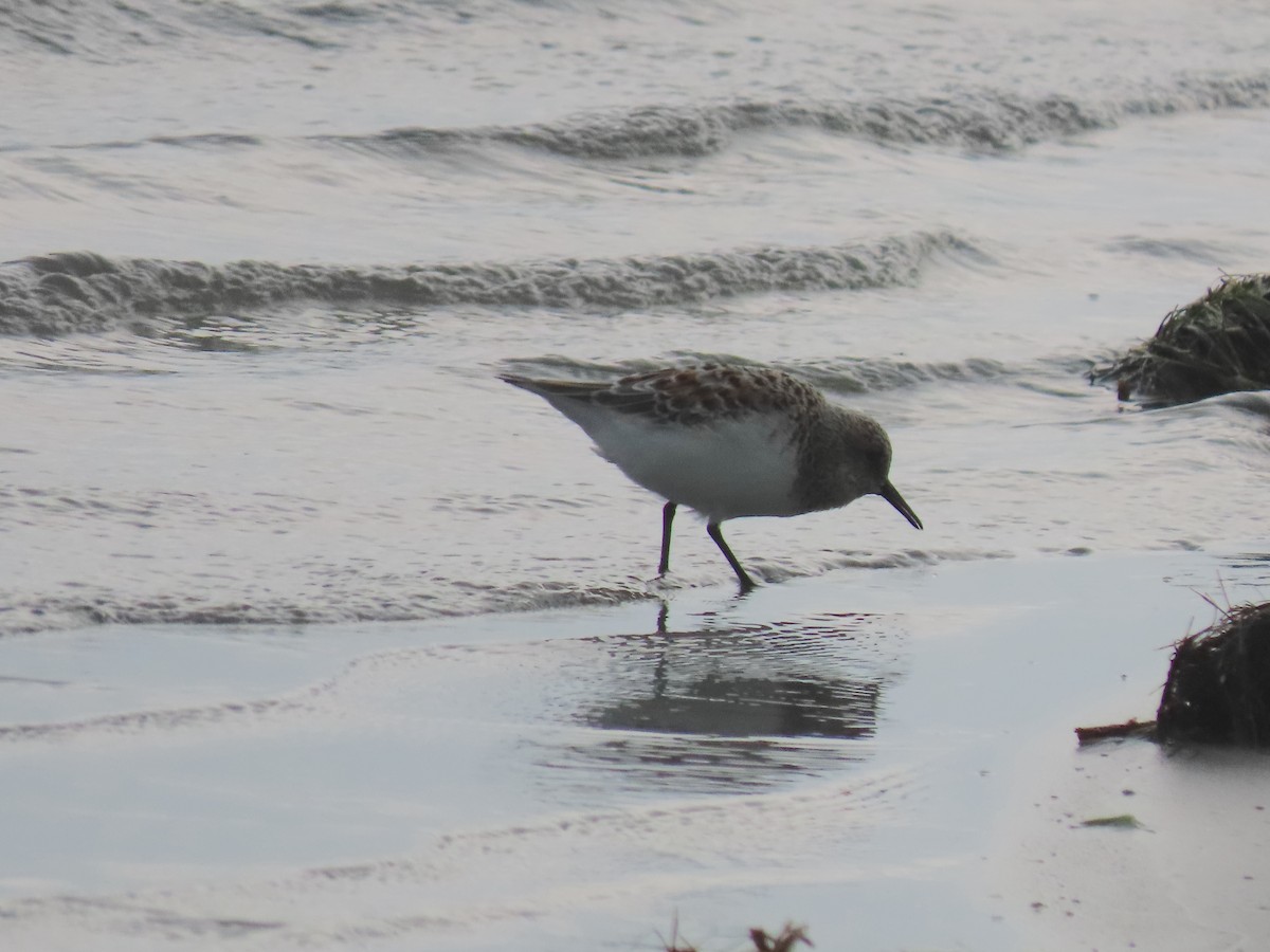 Least Sandpiper - Maia Ginsburg