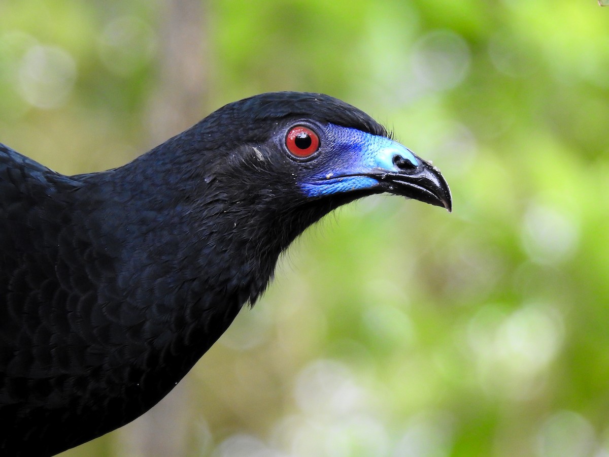 Black Guan - ML618218474