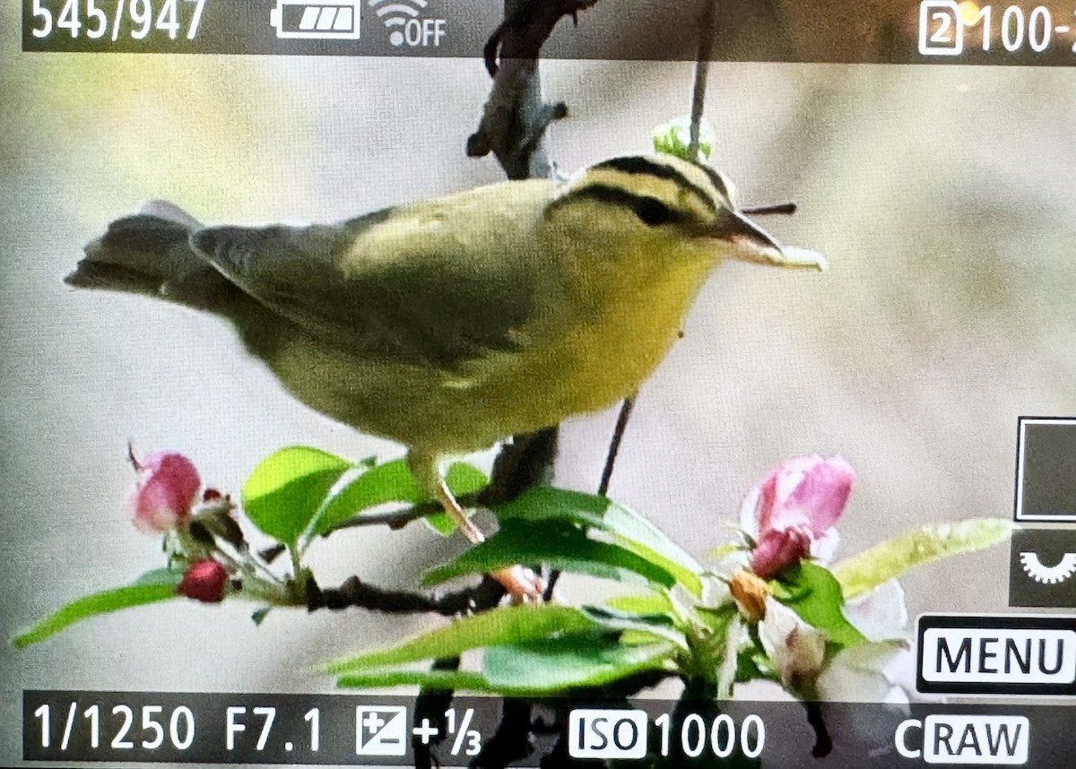 Worm-eating Warbler - Craig Heberton