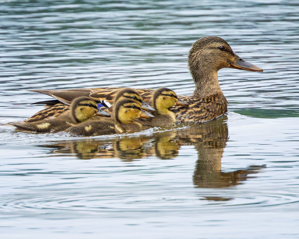 Mallard - Todd Fibus