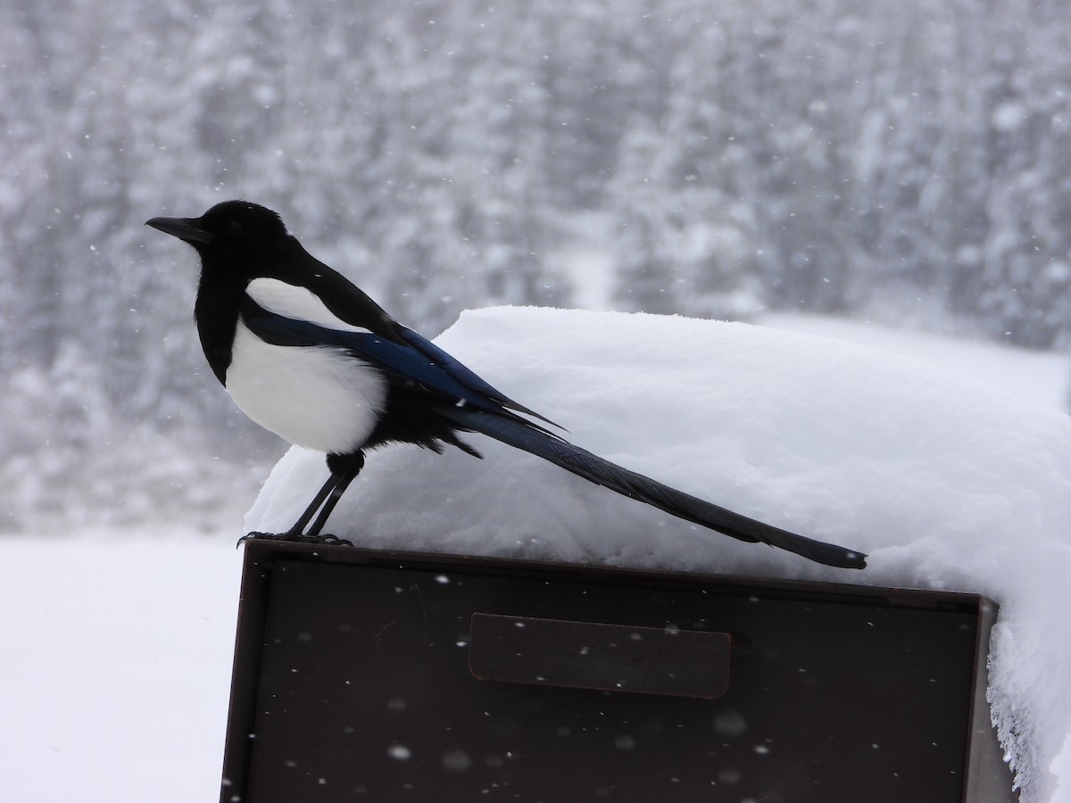 Black-billed Magpie - ML618218495