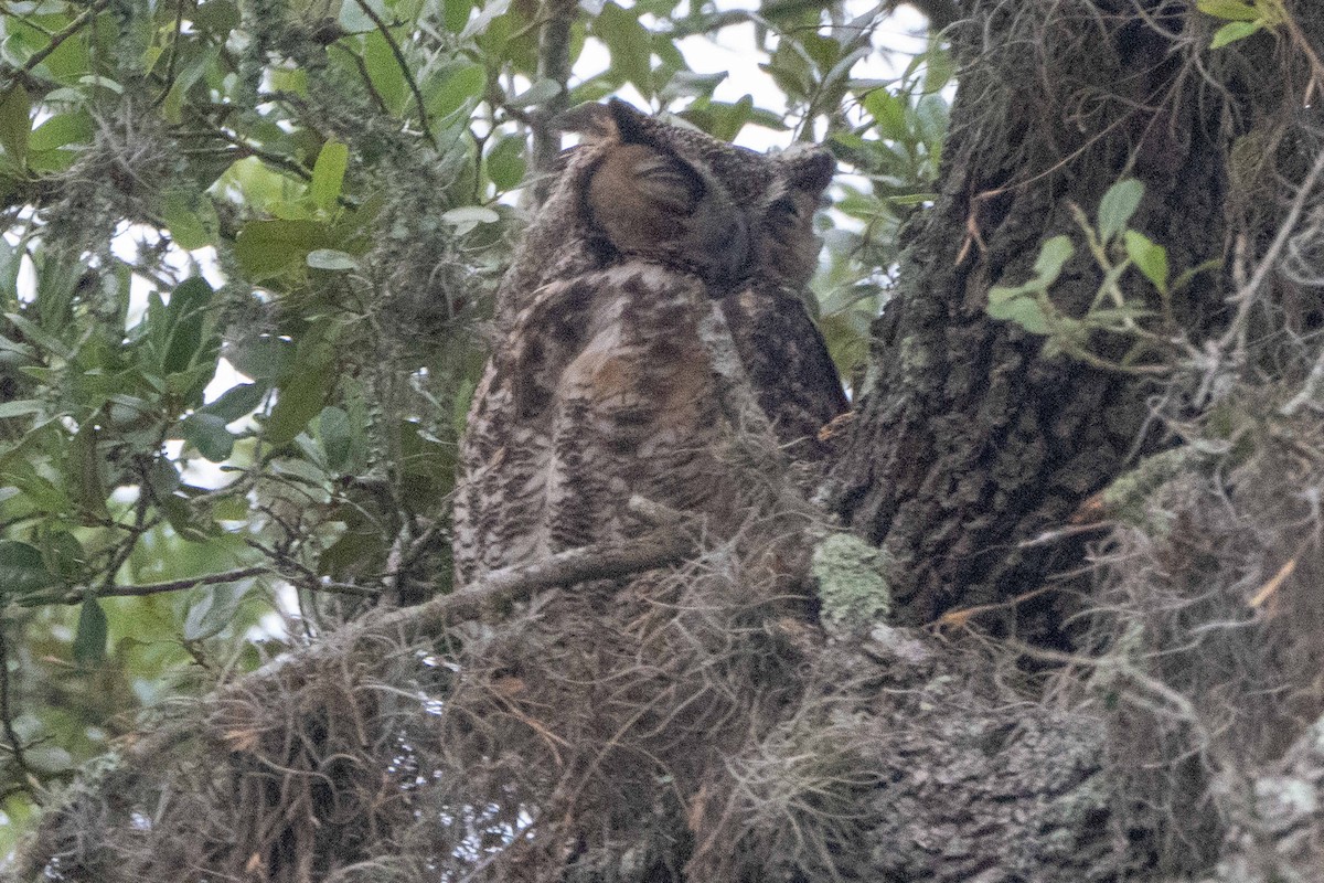 Great Horned Owl - Hoiman Low