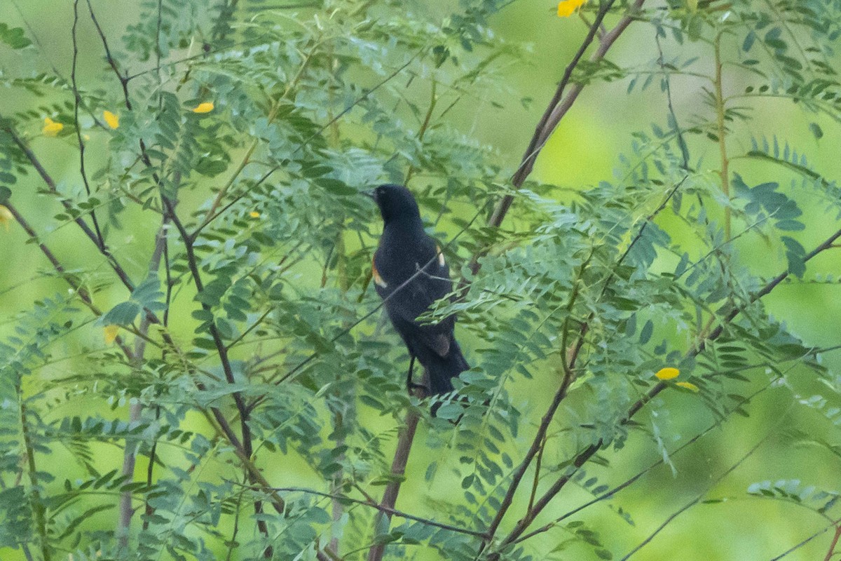 Red-winged Blackbird - Hoiman Low