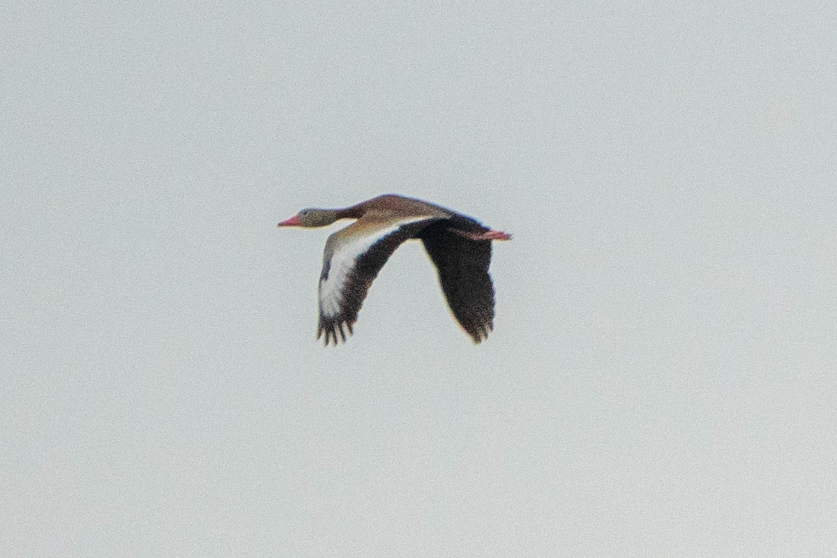 Black-bellied Whistling-Duck - Hoiman Low