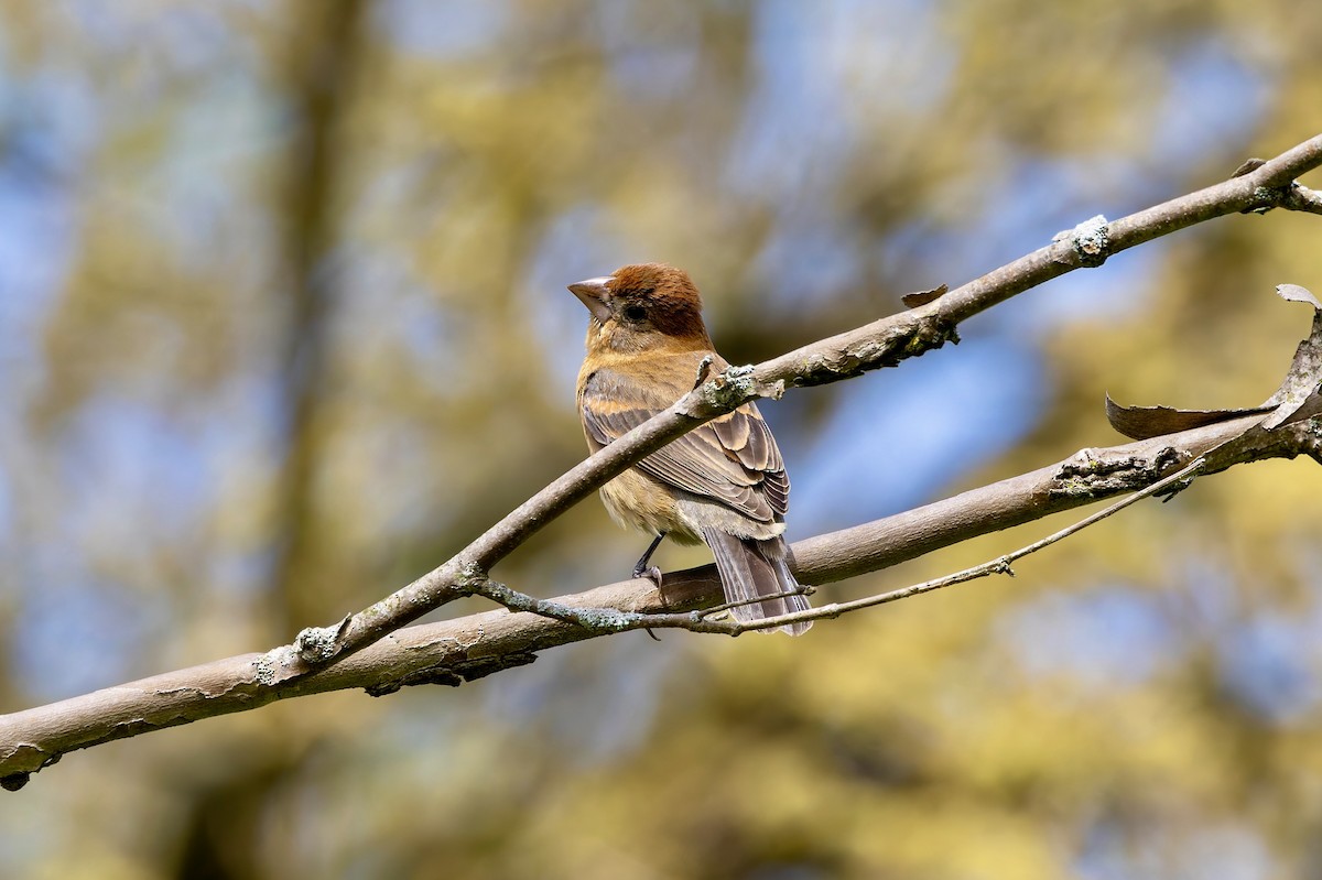 Blue Grosbeak - Jay Smith