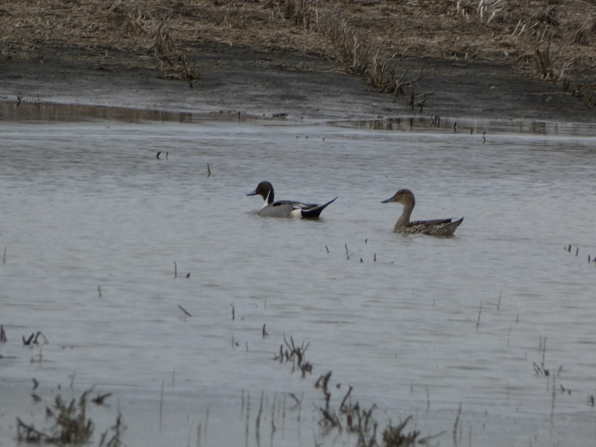 Northern Pintail - Paul Mackenzie