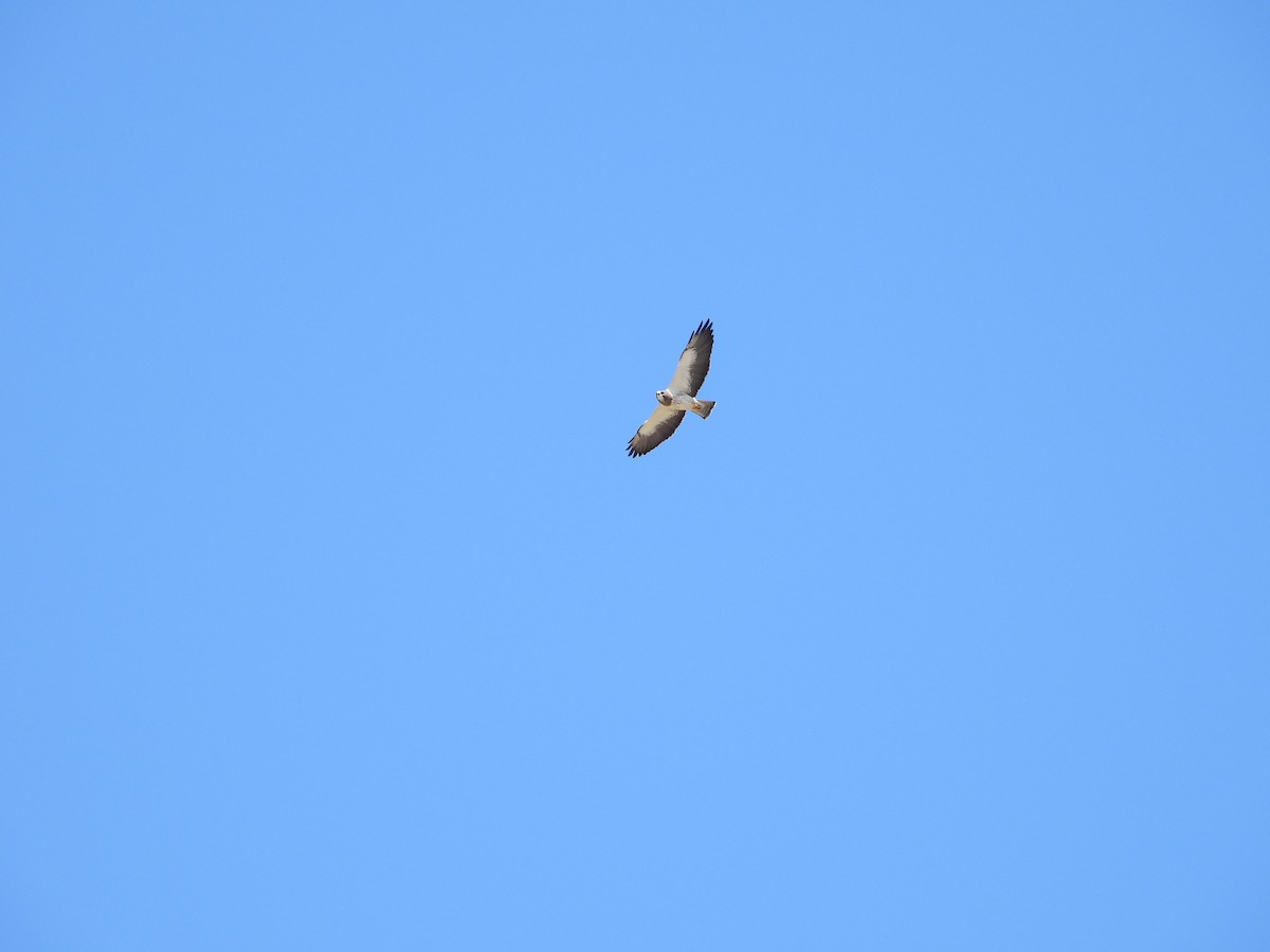 Swainson's Hawk - ML618218534