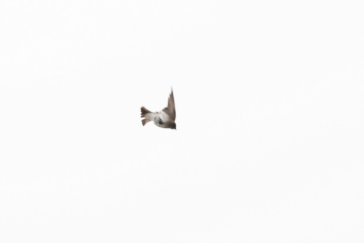 Northern Rough-winged Swallow - ML618218545