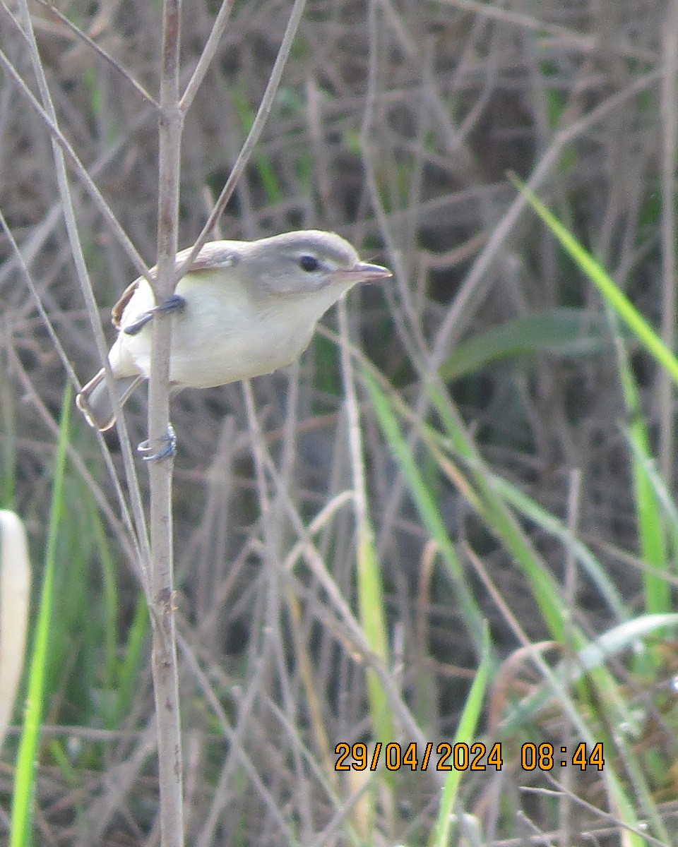 Warbling Vireo - ML618218562