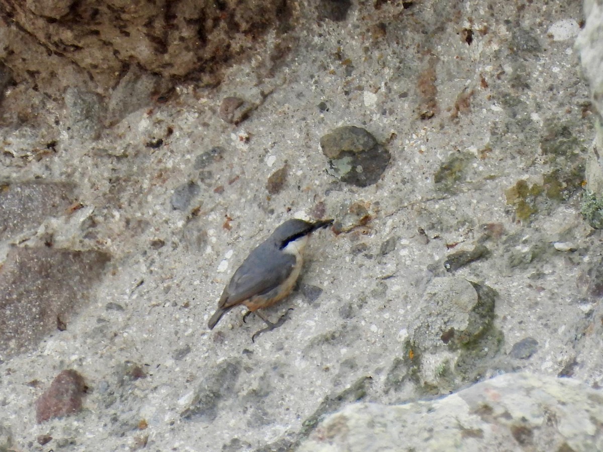 Western Rock Nuthatch - Andy Todd