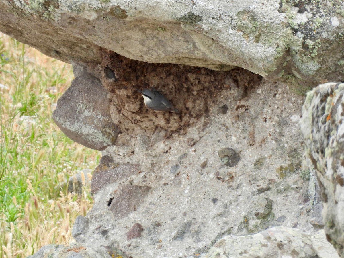 Western Rock Nuthatch - Andy Todd