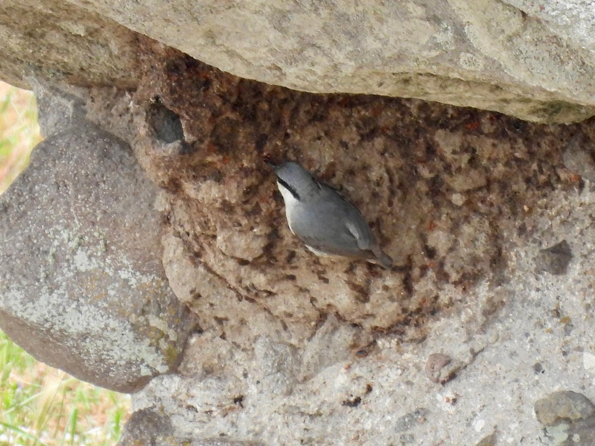 Western Rock Nuthatch - Andy Todd