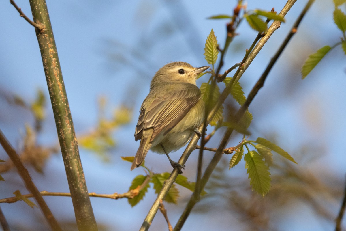 Warbling Vireo (Eastern) - ML618218584