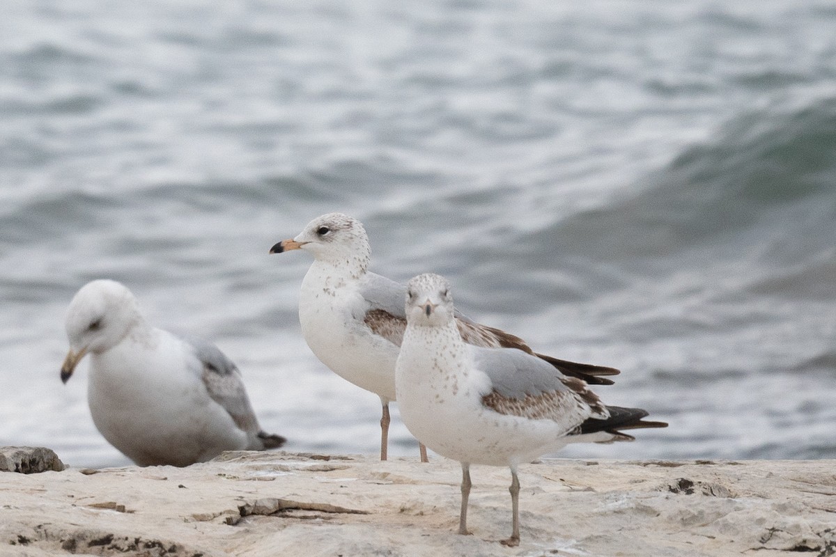 Ring-billed Gull - Annette McClellan