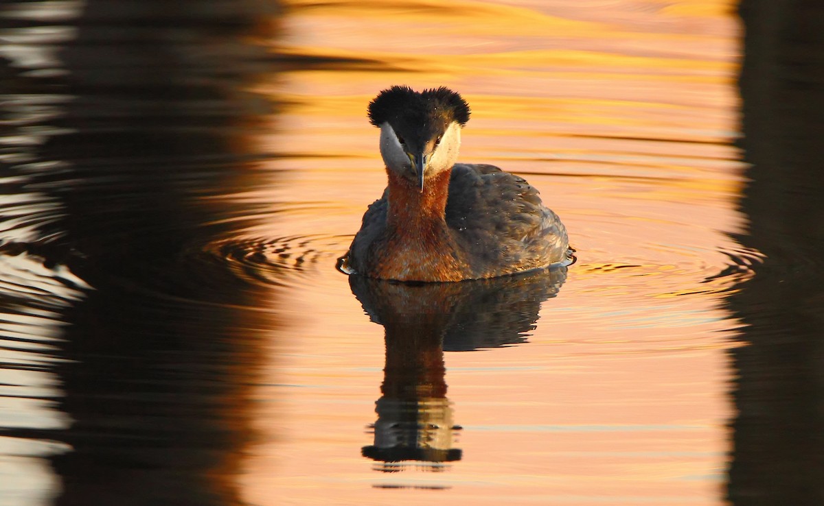 Red-necked Grebe - ML618218674