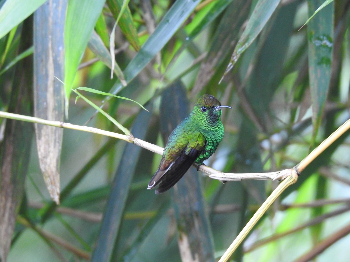 Coppery-headed Emerald - Erick Barbato