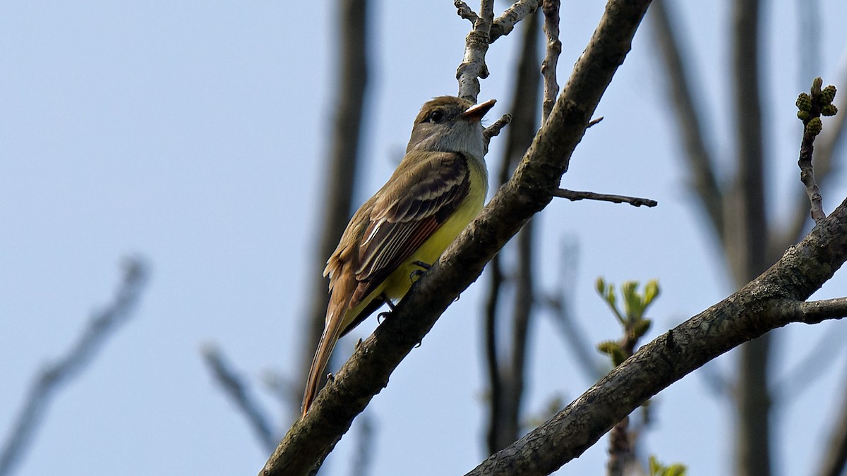 Great Crested Flycatcher - ML618218690