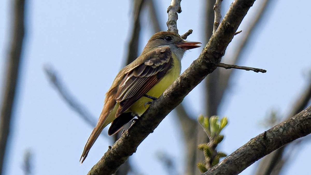 Great Crested Flycatcher - ML618218691