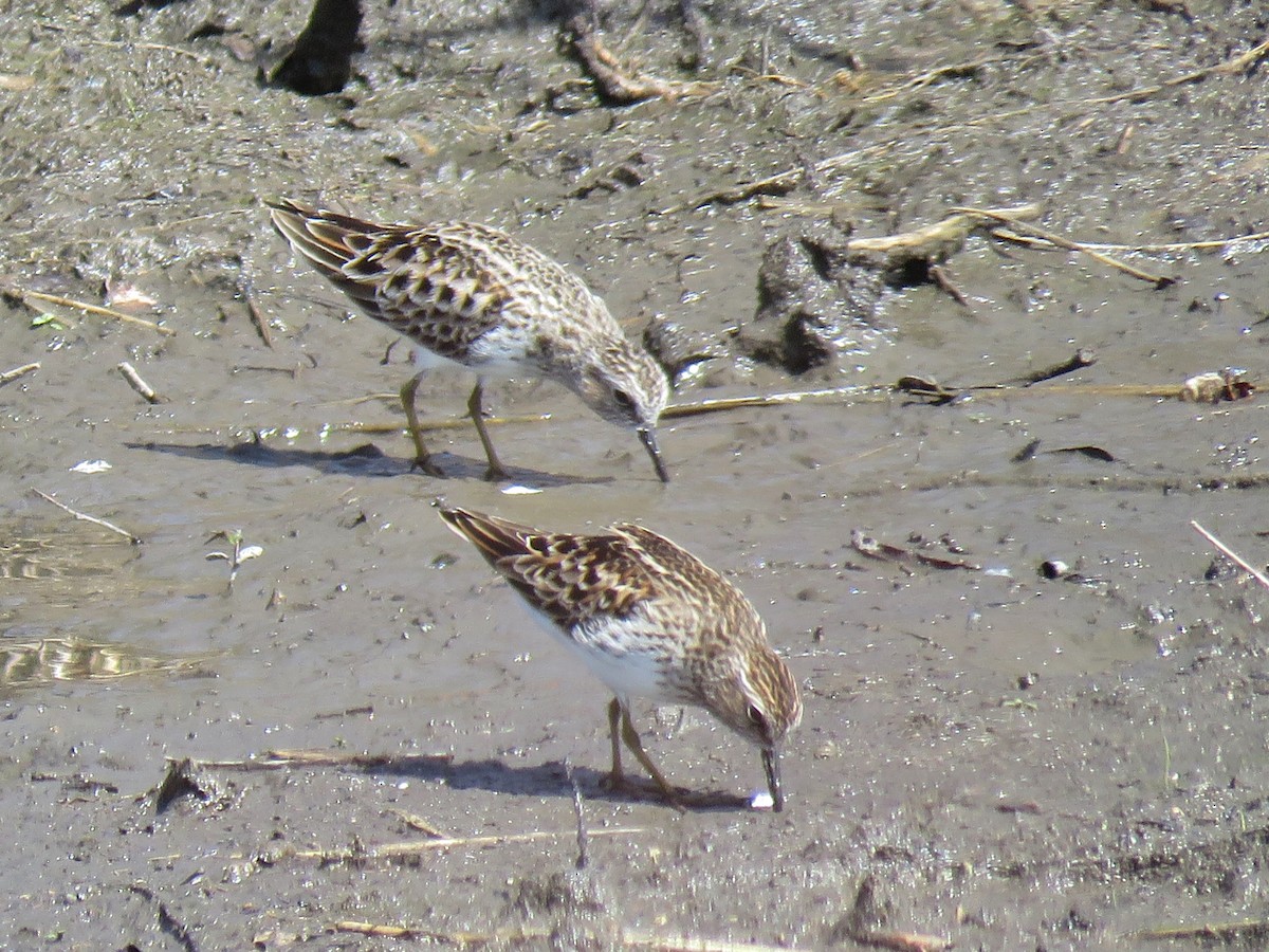 Least Sandpiper - Maureen Burkle