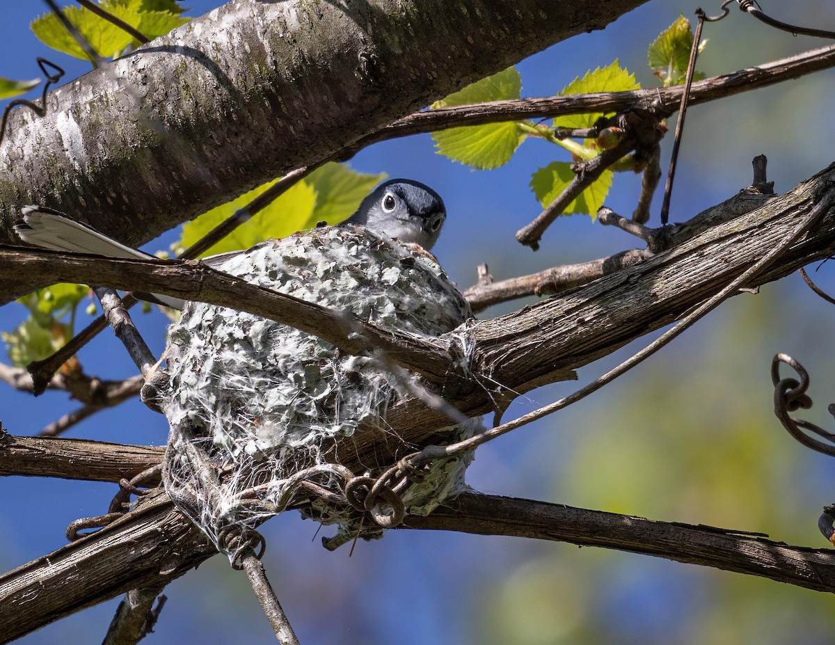 Blue-gray Gnatcatcher - ML618218706