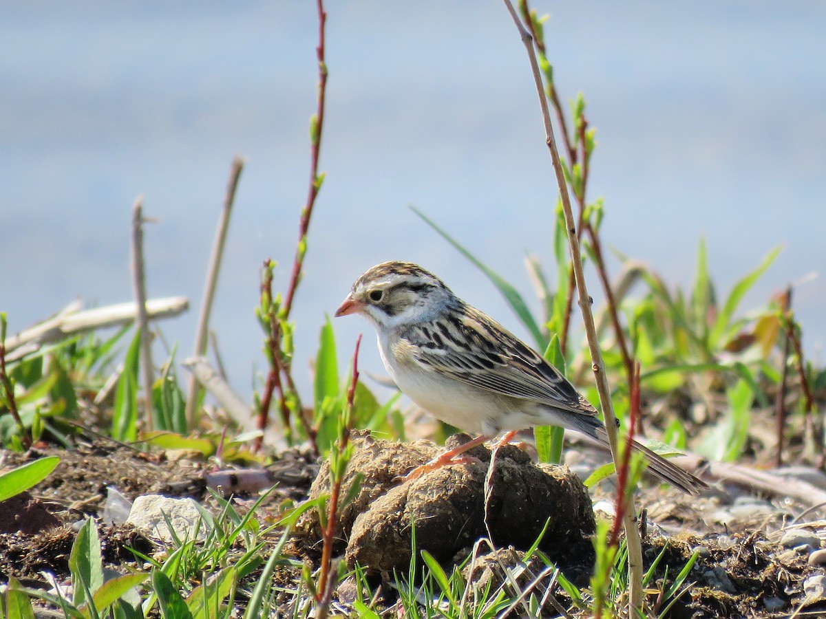 Clay-colored Sparrow - Maureen Burkle