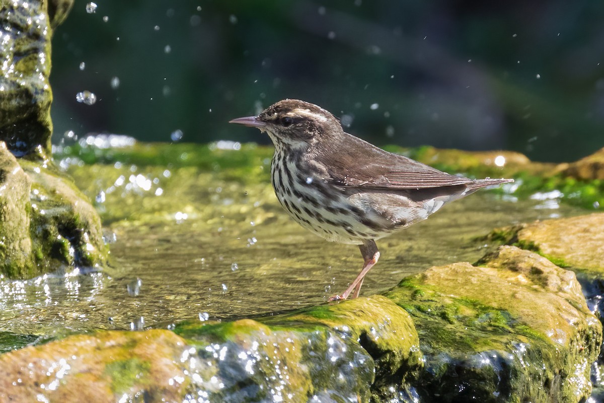 Northern Waterthrush - Brett Hoffman