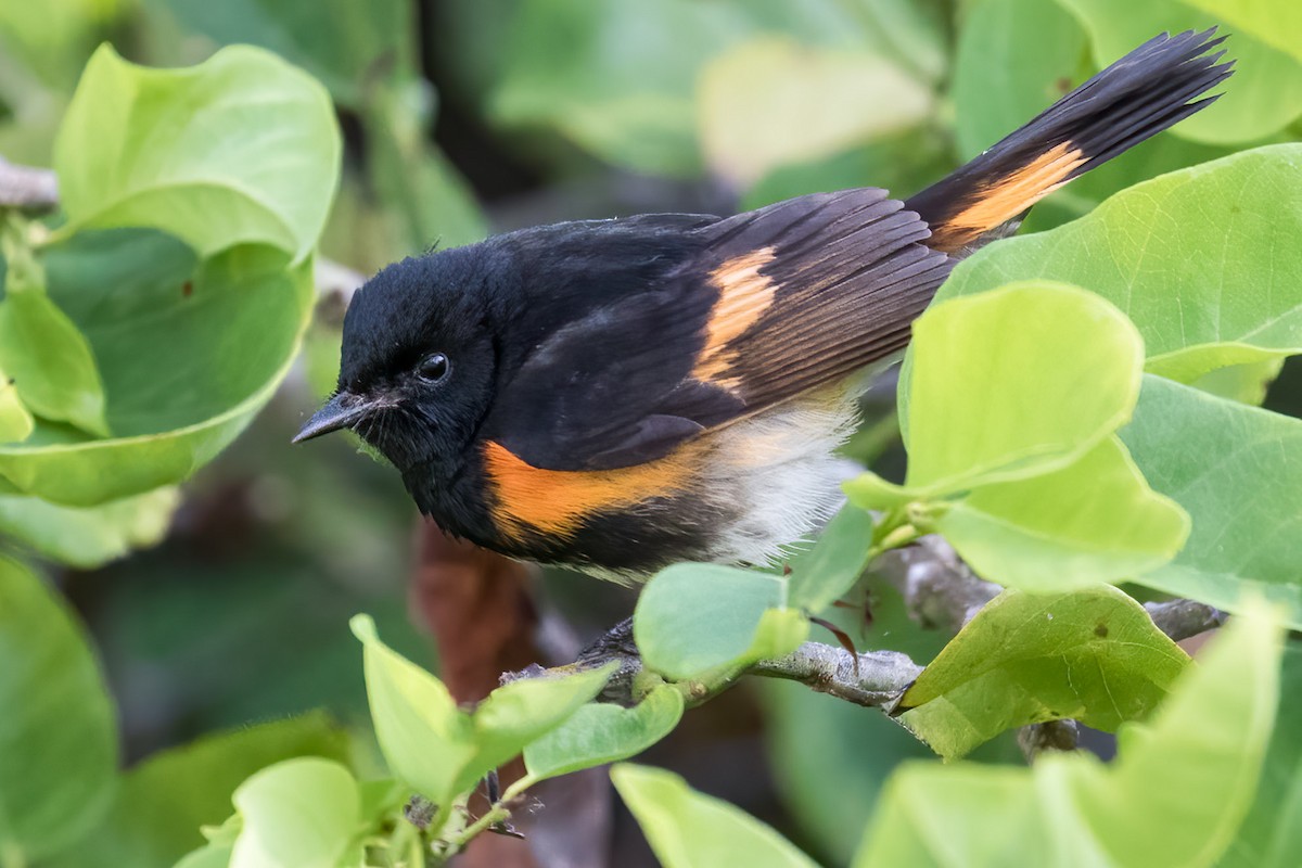 American Redstart - Brett Hoffman