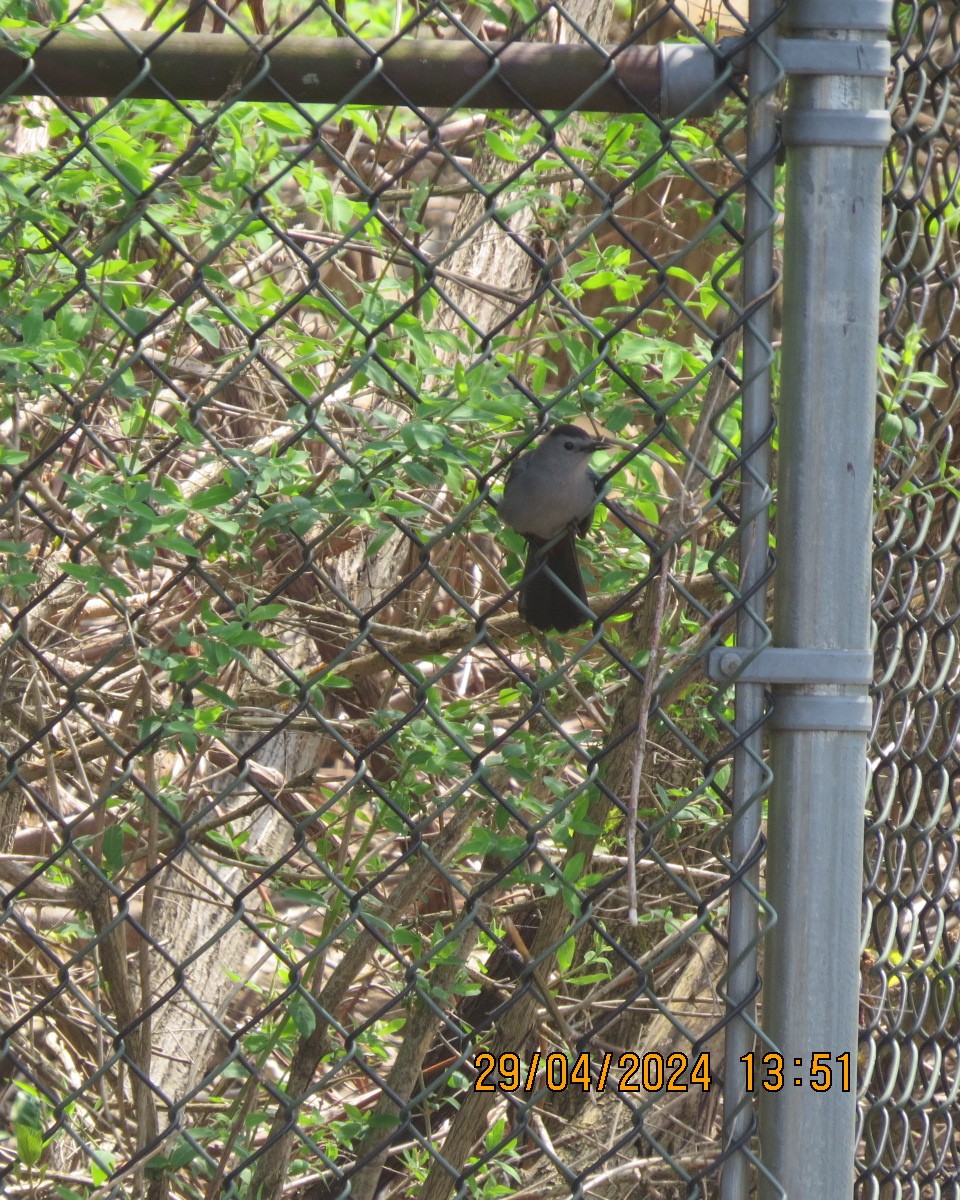 Gray Catbird - Gary Bletsch