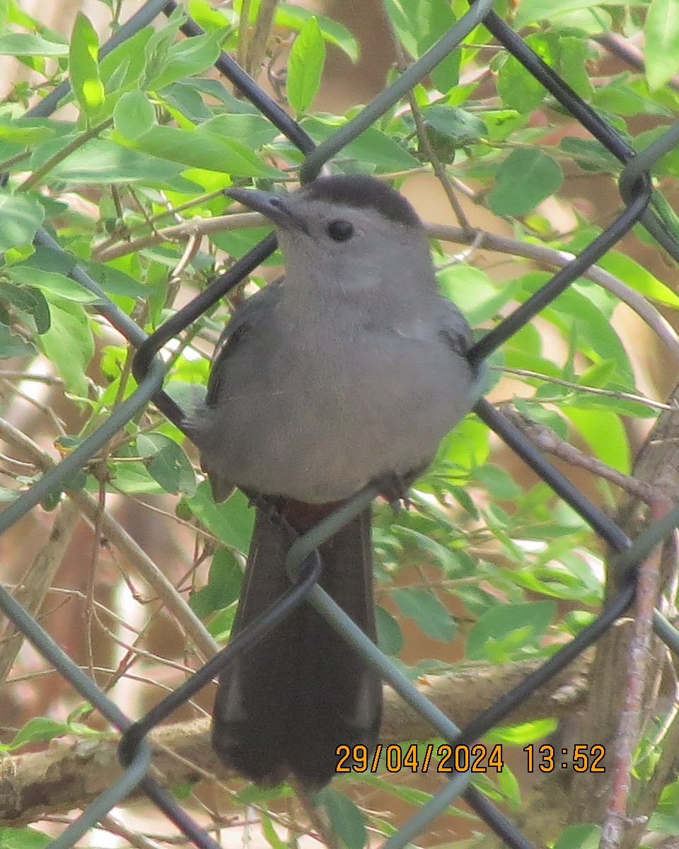 Gray Catbird - Gary Bletsch