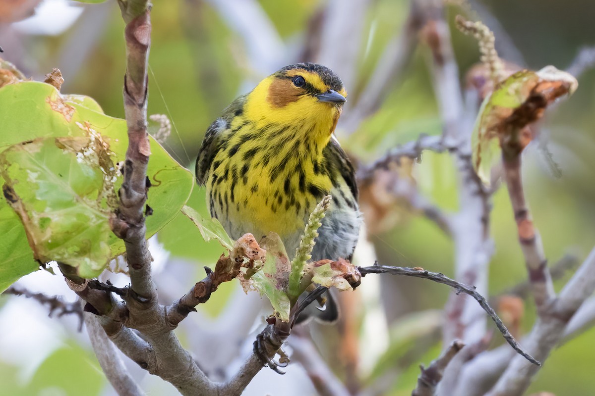 Cape May Warbler - Brett Hoffman